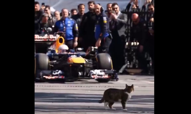 Κωνσταντινούπολη: Γάτα περπάτησε ανέμελη σε πίστα της Formula 1, αγνοώντας τους πάντες
