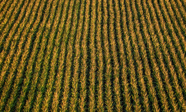 Απίθανη κλοπή στην Αίγυπτο: «Εξαφάνισαν» σοδειά σιταριού σε δύο ώρες από 2,5 στρέμματα