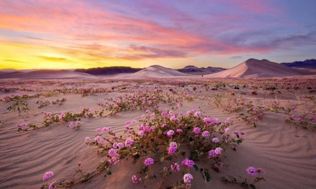 Σπάνιο φαινόμενο στη Κοιλάδα του Θανάτου: Το πιο ζεστό μέρος της Γης γέμισε πολύχρωμα λουλούδια