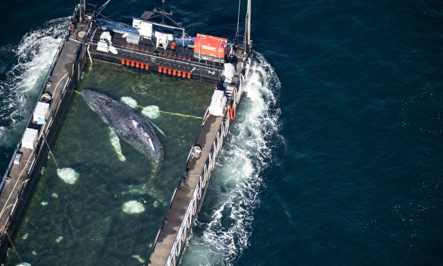 Γερμανία: Ξεκίνησε το ταξίδι του προς τη Βόρεια Θάλασσα, ο Τίμι η φάλαινα, με την βοήθεια φορτηγίδας