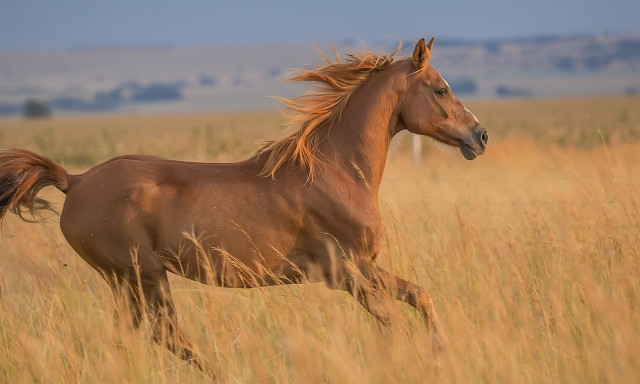 Το άλογο των 60 εκατομμυρίων ετών καλπάζει ξανά ελεύθερο στις στέπες της Ασίας