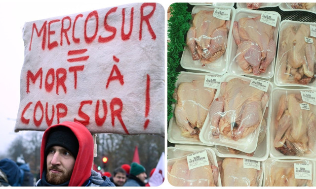 Mercosur: Σαλμονέλα σε κοτόπουλα από Βραζιλία - «Κενά στους ελέγχους», λένε οι γεωτεχνικοί