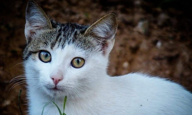Μυτιλήνη: Έξι χρόνια κάθειρξη στον άνδρα που πυροβόλησε αδέσποτο γατάκι