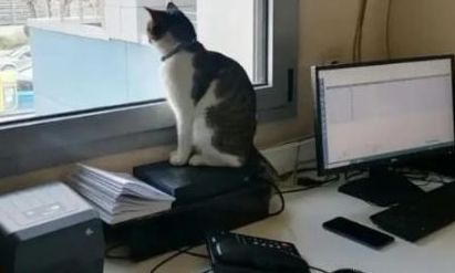 Βόλος: Ο γάτος που ζει στο βιοχημικό εργαστήριο του Νοσοκομείου προκάλεσε ΕΔΕ με την παρουσία του