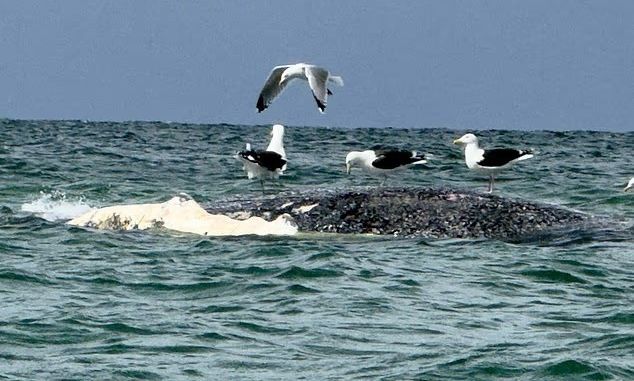 Τίμι: Φόβοι ότι η φάλαινα της οποίας η επιχείρηση σωτηρίας κόστισε £1,3 εκατ. εκβράστηκε νεκρή στη Δανία