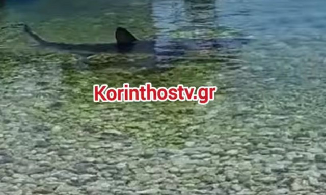 Κόρινθος: Καρχαρίας εμφανίστηκε στα Λουτρά Ωραίας Ελένης