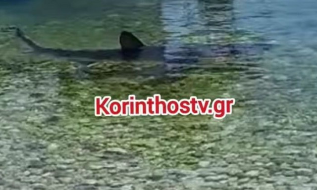 Γεμάτες καρχαριοειδή οι ελληνικές θάλασσες - Ποια είδη υπάρχουν και πού