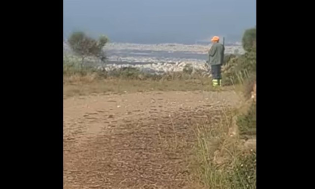 Πεντέλη: Σκοτώνουν με καραμπίνες αγριογούρουνα που κόβουν βόλτες - Ανησυχία στους κατοίκους