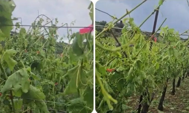 Ηράκλειο: Ζημιές σε ελαιόδεντρα και αμπέλια από την έντονη χαλαζόπτωση