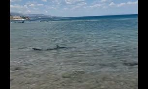 Κορινθία: Kαρχαρίας εμφανίστηκε στις Κεχριές - Δείτε το βίντεο