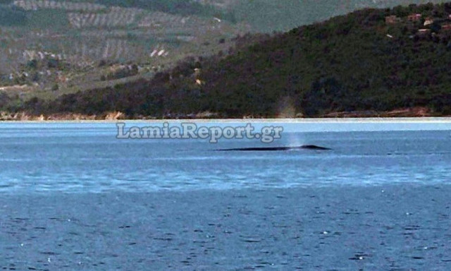 Φάλαινα εμφανίστηκε ανοιχτά του Θεολόγου στον Βόρειο Ευβοϊκό - Βίντεο