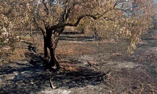 Λάρισα: Κραυγή απόγνωσης από τους Γόννους μετά τη φωτιά που αφάνισε ελαιώνες και κόπους μίας ζωής