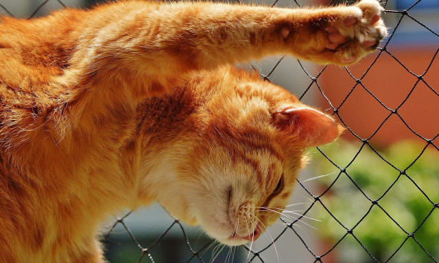 Θεσσαλονίκη: Είχε δέσει στο μπαλκόνι της τρεις γάτες με σχοινί - Συνελήφθη από την ΕΛΑΣ