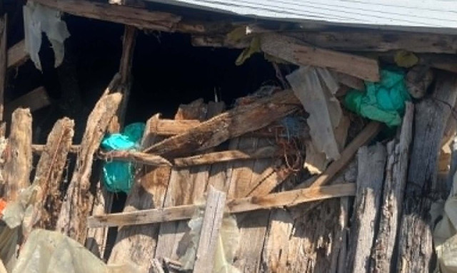 Αρκούδα επιτέθηκε σε μαντρί στο Λιβαδερό Σερβίων – Μεγάλες καταστροφές, νεκρά 15 πρόβατα