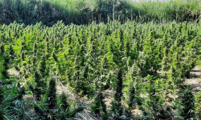 Πάτρα: Εντοπίστηκε χασισοφυτεία με περισσότερα από 1000 δένδρα