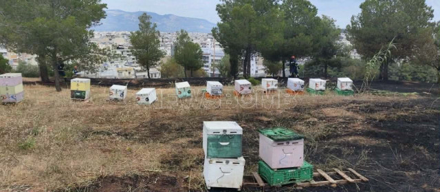 Φωτιά στο Άλσος Βεΐκου: Από μελίσσια ξέσπασε η φωτιά, αναζητούνται οι μελισσοκόμοι