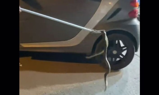 Θεσσαλονίκη: Φίδι βρήκε καταφύγιο στη μηχανή ΙΧ - Δείτε βίντεο