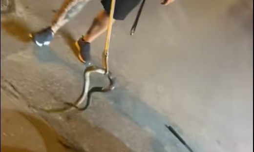 Θεσσαλονίκη: Νέο περιστατικό με φίδι που φώλιασε σε μηχανή αυτοκινήτου