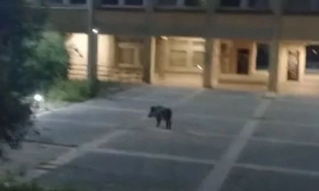 Πάτρα: Αγριογούρουνα κινούνται ανενόχλητα στην Πανεπιστημιούπολη - Δείτε βίντεο