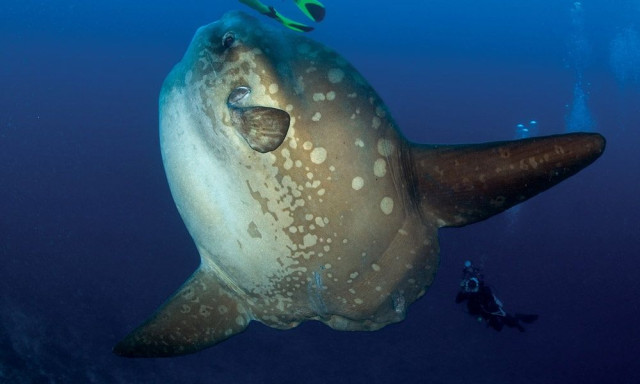 Mola Mola: Το ψάρι 1 τόνου που γεννάει 300 εκατομμύρια μικροσκοπικά αυγά... ενός γραμμαρίου