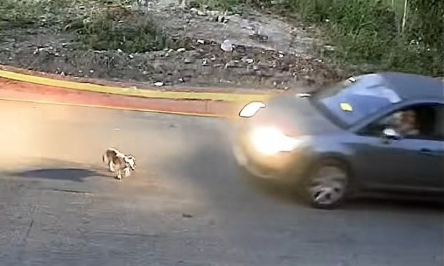 Γαστούνη: «Φοβήθηκα και έφυγα» λέει η ασυνείδητη οδηγός που φέρεται να πάτησε το σκυλί
