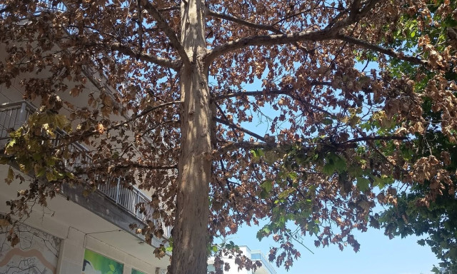 Αναστάτωση στη Νέα Αγχίαλο: Πλάτανος 200 ετών ξεράθηκε μέσα σε μια μόνο μέρα