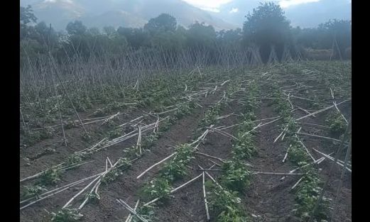 Πρέσπες: Σοβαρές ζημιές στις αγροτικές καλλιέργειες από την κακοκαιρία - Σε απόγνωση οι παραγωγοί