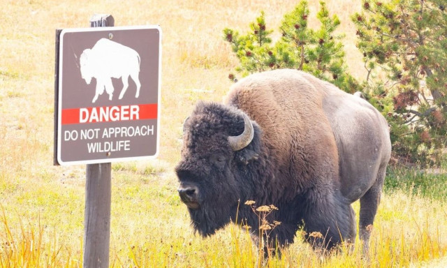 Επίθεση βίσωνα σε 12χρονο στο Εθνικό Πάρκο Yellowstone - Η πρώτη για το 2026