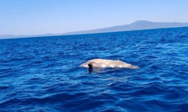 Nεκρή φώκια εντοπίστηκε ανοιχτά από το Ακρογιάλι Μεσσηνίας