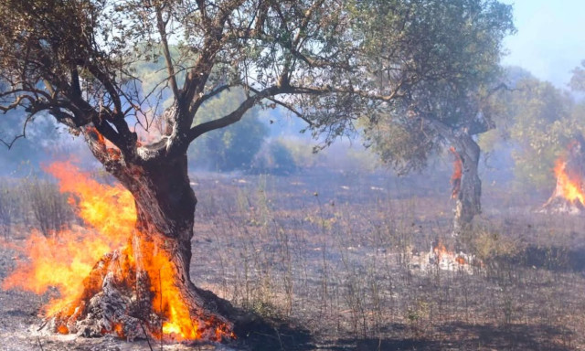 Συνελήφθη 57χρονη για εμπρησμό και πρόκληση φωτιάς στην Κόρινθο - Η ένατη σύλληψη για φέτος