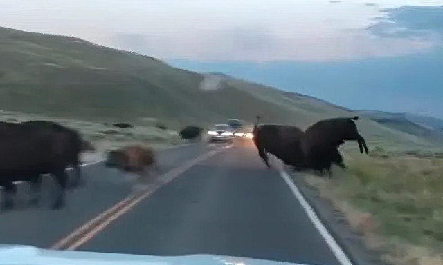 Άγρια σύγκρουση βισόνων στο Yellowstone – Βίντεο που «κόβει» την ανάσα