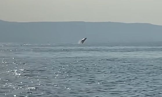 Φάλαινα έκανε άλματα στον Παγασητικό στη θέση Αγκίστρι – Δείτε βίντεο