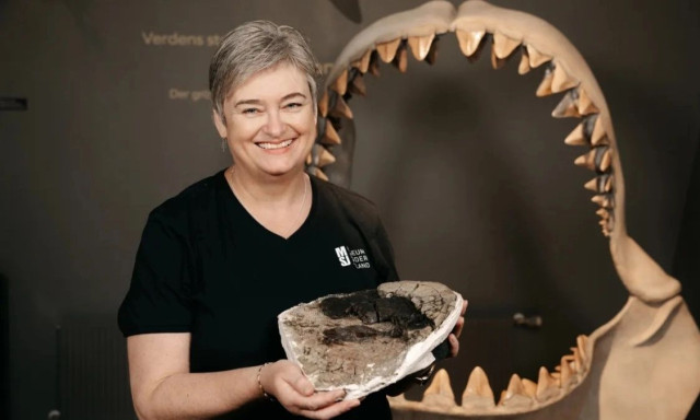 Megalodon: Βρέθηκε ο σπόνδυλος του μεγαλύτερου καρχαρία που είχε χαθεί σε μετακόμιση μουσείου