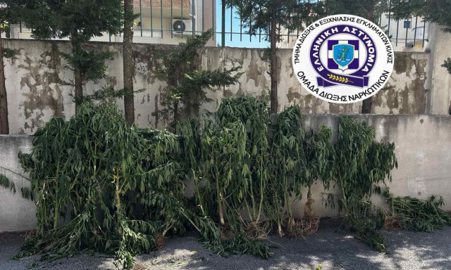 Θεσσαλονίκη: Καλλιεργούσε 26 δενδρύλλια κάνναβης σε δωμάτιο της οικίας του