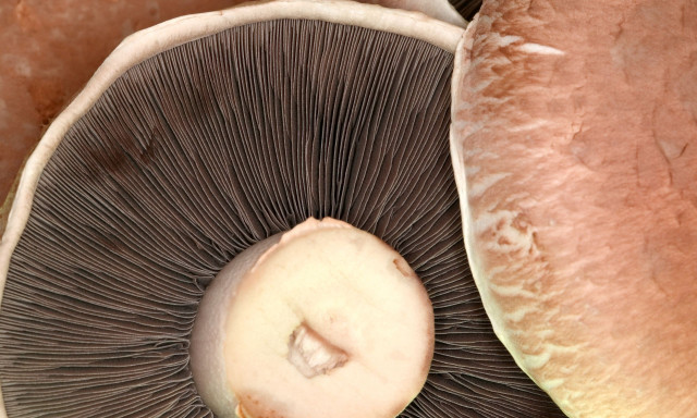 Τα μανιτάρια Portobello είναι θρεπτικά, αλλά κάνει να τα φάτε ωμά;