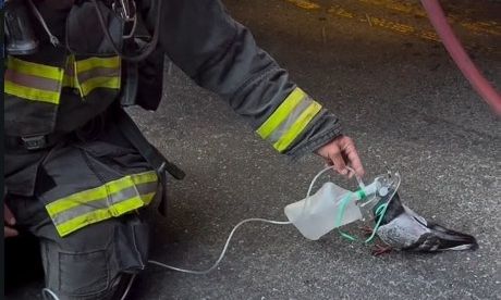 Συγκινητικό βίντεο με πάνω από 7 εκατ. προβολές - Πυροσβέστες σώζουν περιστέρι με μάσκα οξυγόνου