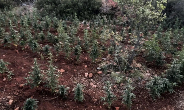 Βοιωτία: Εντοπίστηκε φυτεία με πάνω από 1.500 δενδρύλλια κάνναβης - Συνελήφθησαν 8 άτομα