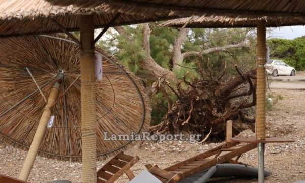 Κακοκαιρία: Το μπουρίνι σάρωσε τις παραλίες της Αρκίτσας - Ξεριζώθηκαν δέντρα