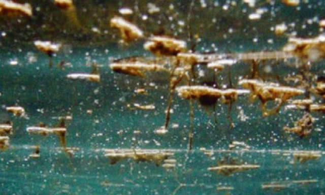 Ostreopsis ovata: Το τοξικό φύκι που έχει εισβάλει στη Μεσόγειο - Επιπτώσεις και κίνδυνοι