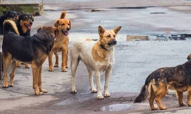Βόλος: Στην Αθήνα για μόσχευμα στο αυτί ο 6χρονος μετά την επίθεση σκύλου – Με τραύματα και η μητέρα