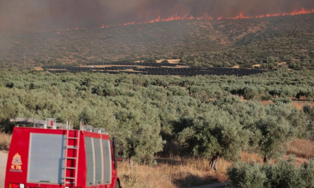 Φωτιά Βοιωτία: Γιατί καίγεται ο τόπος  και δεν σηκώθηκε ούτε ένα εναέριο; Τι απαντά η Πυροσβεστική - Αναστέλλονται οι άδειες