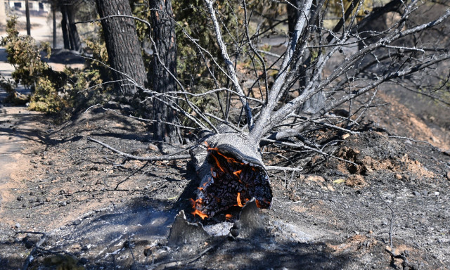 Φωτιά στην Αργολίδα: Εργαζόμενος του ΔΕΔΔΗΕ καταπλακώθηκε από δέντρο κατά την διάρκεια εργασιών