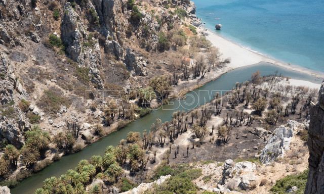 Αυτοψία Newsbomb στο Φοινικόδασος της Πρέβελης: Αποκαρδιωτικές οι εικόνες μετά τη φωτιά