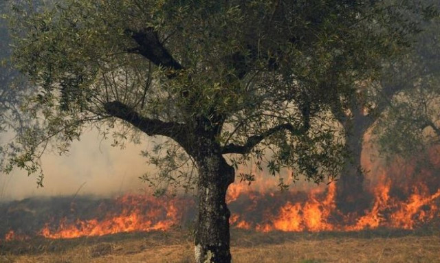 Ευρώπη: Καύσωνας και ξηρασία εκτοξεύουν την τιμή του ελαιολάδου