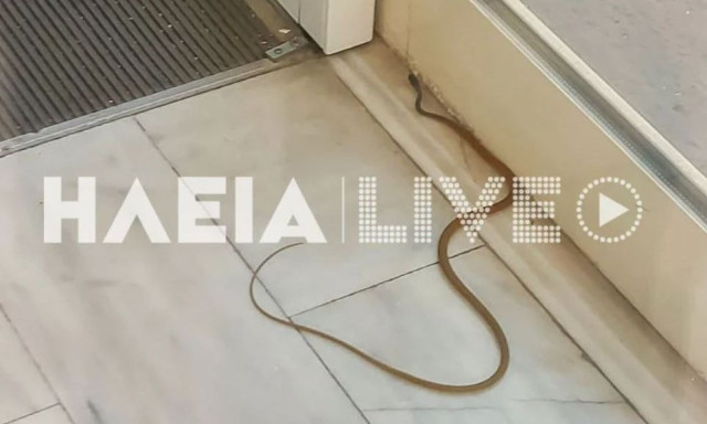 Πανικός στο Νοσοκομείο Πύργου: Φίδι εισέβαλε στα Επείγοντα - Εικόνες