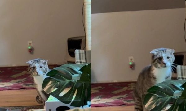 Μία ντροπαλή γάτα έκανε το… αδύνατο: Πλησίασε την κηδεμόνα της για πρώτη φορά