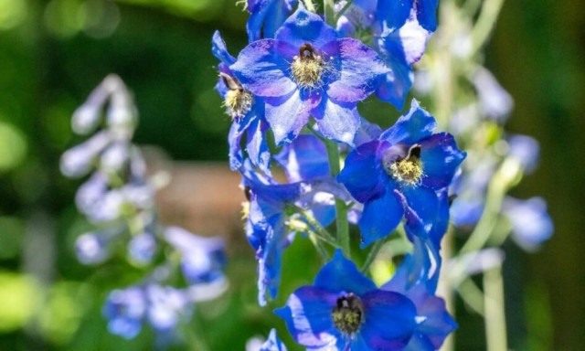 Επιστημονικό επίτευγμα: «Ξεκλειδώθηκαν» τα φαρμακευτικά μυστικά δύο τοξικών φυτών