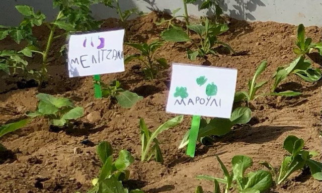 Πρόγραμμα δενδροφυτεύσεων των σχολικών αυλών του Δήμου Αθηναίων - Δείτε εικόνες
