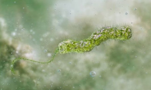 Vibrio: Όσα γνωρίζουμε για το βακτήριο που τρώει τη σάρκα - Πάνω από 15 κρούσματα και 7 θάνατοι