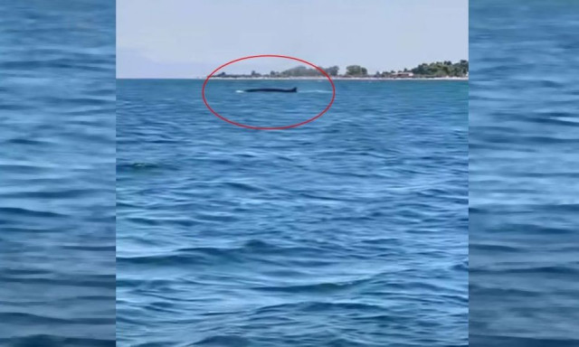 Ξανά στα Καμένα Βούρλα εμφανίστηκε η εντυπωσιακή πτεροφάλαινα